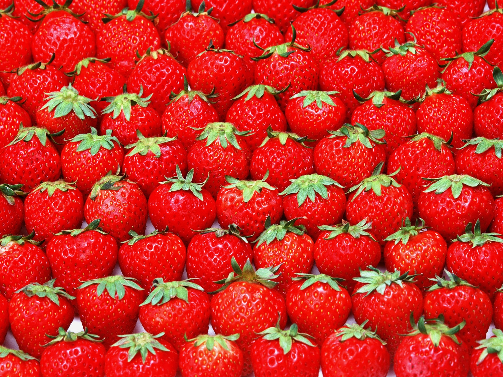 Strawberry Fragaria