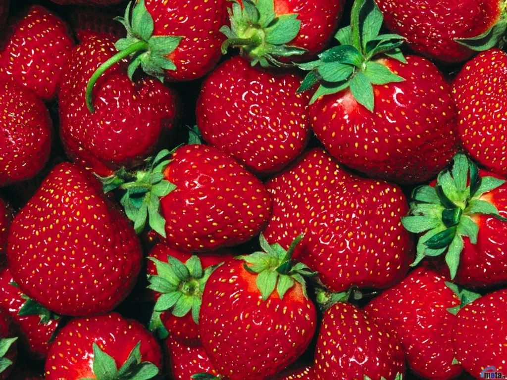 Strawberry Fragaria